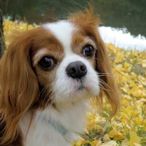 お出かけ紅葉2024②