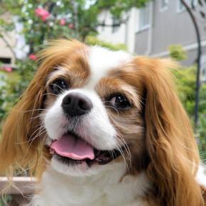 久しぶりのお家ドッグラン＆庭の花