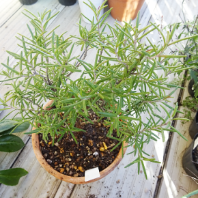 【植え替え】鉢植えのローズマリーを植え替えました