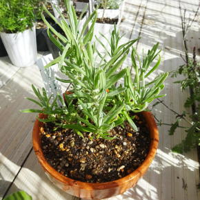 【植え替え】ラベンダー・イレーネドイルを植え替えました