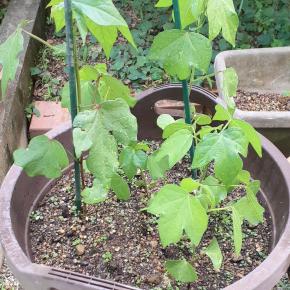 気が付けば棉の木らしく。～和綿栽培～