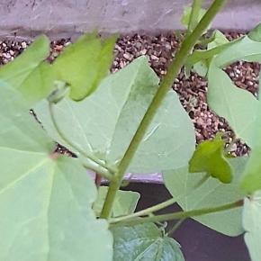 はやくも蕾が登場!?