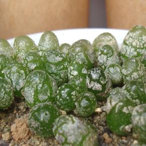 2024年春蒔きのブルゲリの植え替え