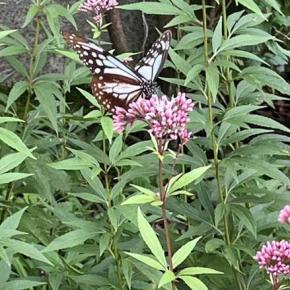 週刊 読書案内 石垣りん「崖」・「弔詞」（「表札など」より）