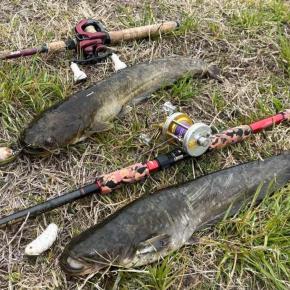 ナマズ釣り 壁を越えた感ある2025春。ハイシーズン突入で絶好調🎵