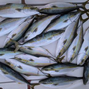 明日の様子見で・・・