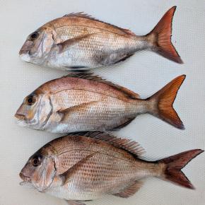 真鯛の様子見②