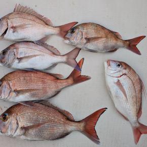 お正月用真鯛狙いラスト