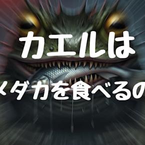 カエルはメダカを食べるのか？