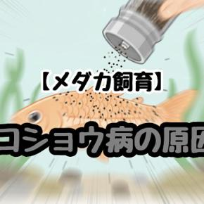 【メダカ】コショウ病の原因は？