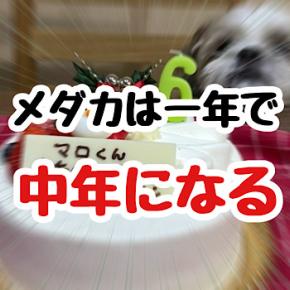 メダカは一年で中年になる