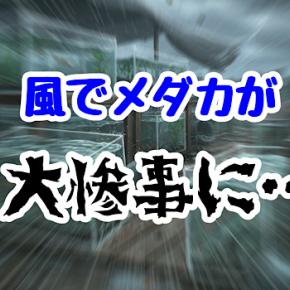 風でメダカが大惨事に…？