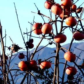 80歳は通過点、初冬の光と影。視点を変えて歩けば・・。ストレッチ＆ウォーキング。