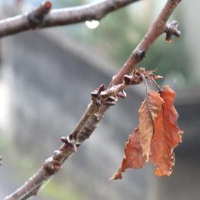 師走を歩く、穏やかな街の風景。ストレッチ＆ウォーキング。