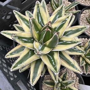 2024年10月2日 順調に植え替え進行中