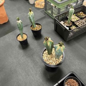 2024年10月13日 しらさぎ多肉愛仙会の月例会