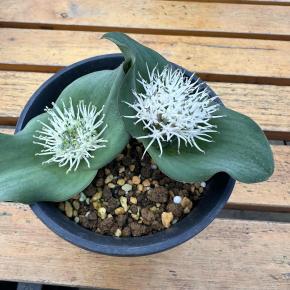 2024年12月14日 即売会終了 ・・ ありがとうございました