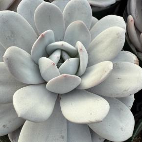 2025年12月2日 今日は白っぽいもの