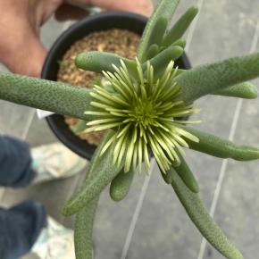 2025年12月24日 不思議な花が咲きました