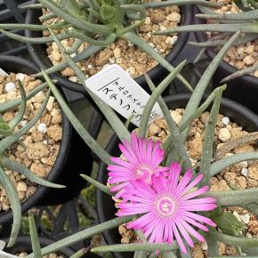 2025年12月31日 なにかと咲いていました