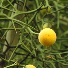 【枳殻の実】のことなど