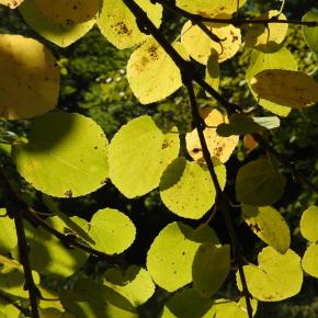 【薄紅葉】のことなど