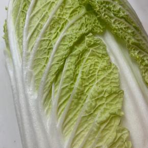 【白菜】のことなど