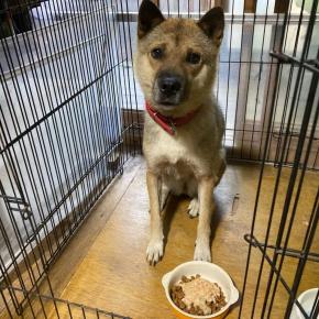 ルウさん、8歳になってしまう。