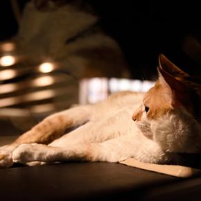 光の旅の終わりに