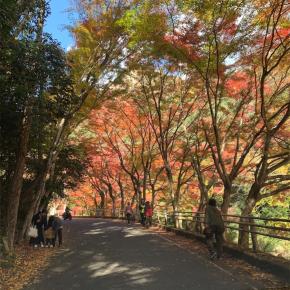 総社市 豪渓の紅葉