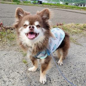 ちゃまちゃん命日☆彡