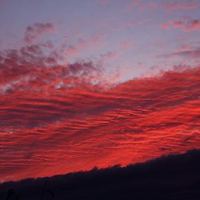 わさわさと心が疼く宵はいたわさで一杯飲る ── 新・残夏日記 令和七年十二月二十八日（日）