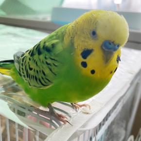 買い物 (追記 ブログ村)