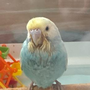 みそらちゃんの後書き