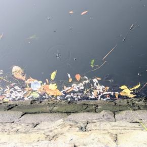 宇崎日新の「軽極ハゼ」は、チョー気持ちいい。