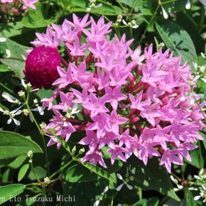 大船フラワーセンターピンクのペンタスとワインカラーと白のセンニチコウ（千日紅）です