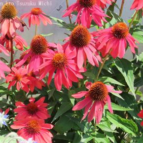 大船フラワーセンター ムラサキバレンギクまたはエキナセアとも言う花です