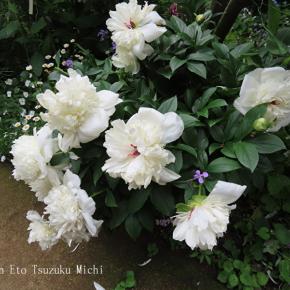 横浜イングリッシュガーデン未掲載の春薔薇純白の4枚です