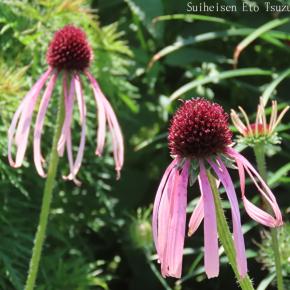 前に撮って来た神代植物公園ムラサキバレンギク2枚とニゲラ・ミスジーキルブルーです