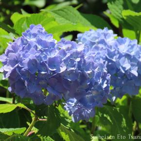 ずっと前に多摩川台公園で紫陽花写真200枚くらい撮って来てしまいました