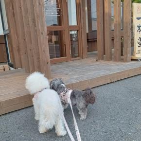 一本道「一本道」（八戸市湊高台） モコとココ