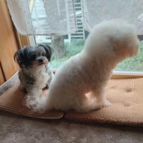 庭ラン モコとココ