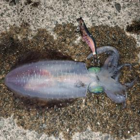 10月上旬 若狭エギング&高島の泉