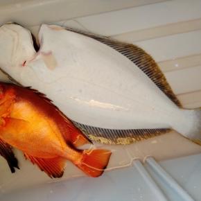 ボート釣り第46回、第47回