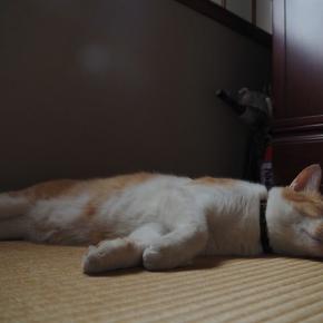 寝ているお茶々さんに驚いたよ・・・