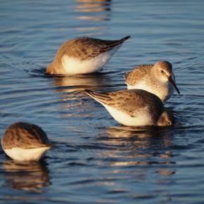 新年の最初は三番瀬からお届けします～
