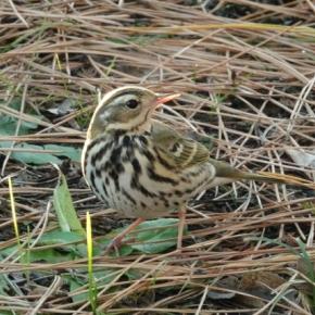 今年もビンズイがやって来た！