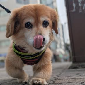 マックスと朝散歩、京都御金神社の参拝、M&A･PMI支援、マーシーズ柿の種チョコ、ベース練習