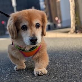 マックスとの朝散歩、十三神社(神津神社)初詣、バンドLIVE動画、ベース演奏