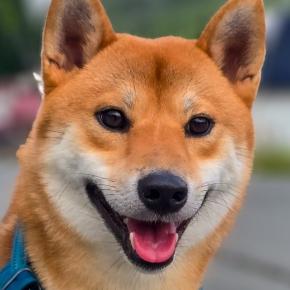 瀬見温泉の柴犬